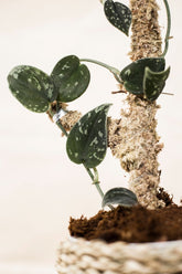 Scindapsus pictus var. argyraeus "silver ann"